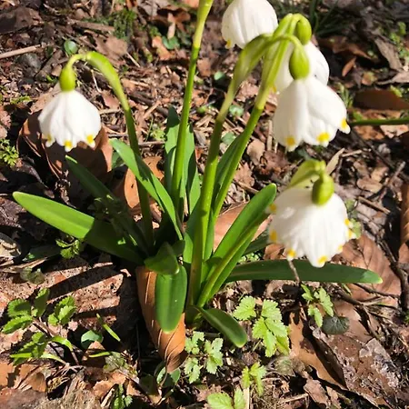 Roubenka Bratrouchov Jablonec nad Jizerou