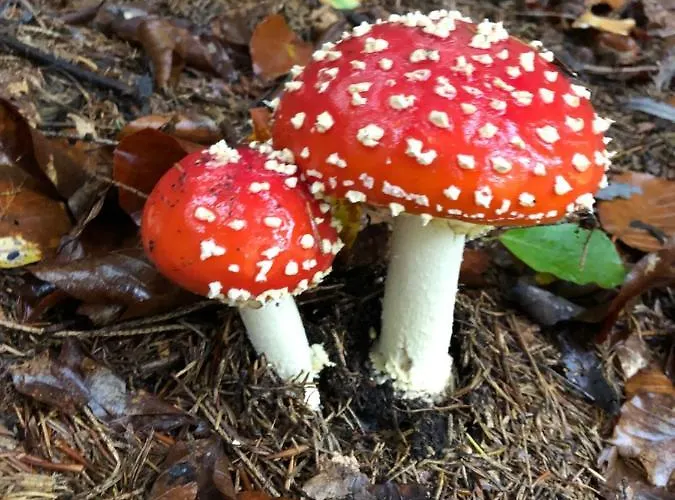 Roubenka Bratrouchov * Jablonec nad Jizerou