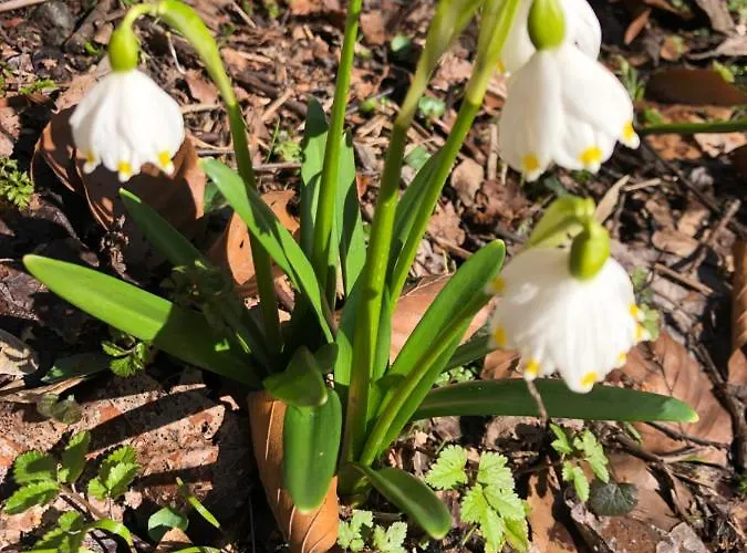Roubenka Bratrouchov Jablonec nad Jizerou